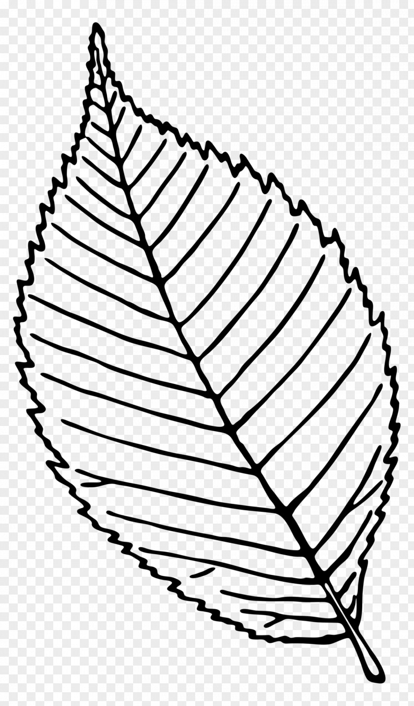Plant Blackandwhite Book Silhouette PNG