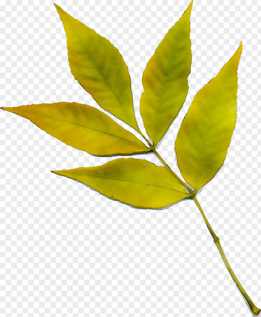 Twig Plant Stem Leaf Plants PNG