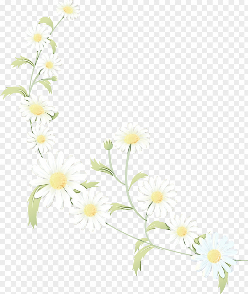 Daisy Mock Orange Flowers Background PNG