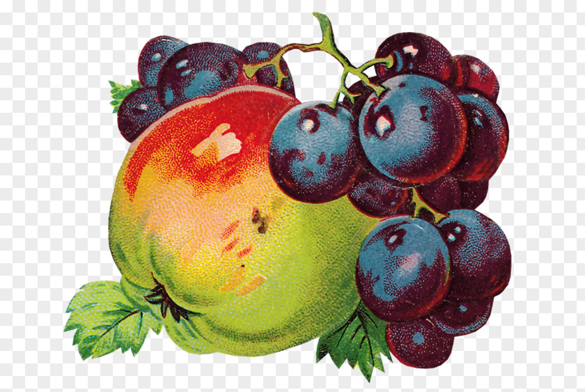 Grape Common Vine Berry Fruit Decoupage PNG
