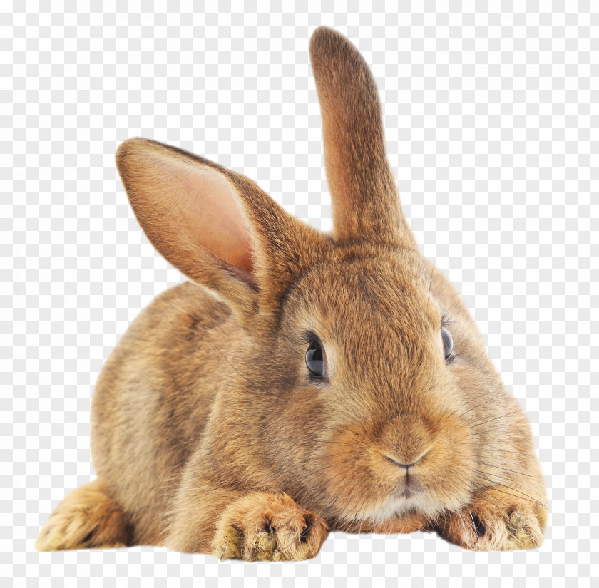 Have Dreams Domestic Rabbit European Easter Bunny Hare PNG