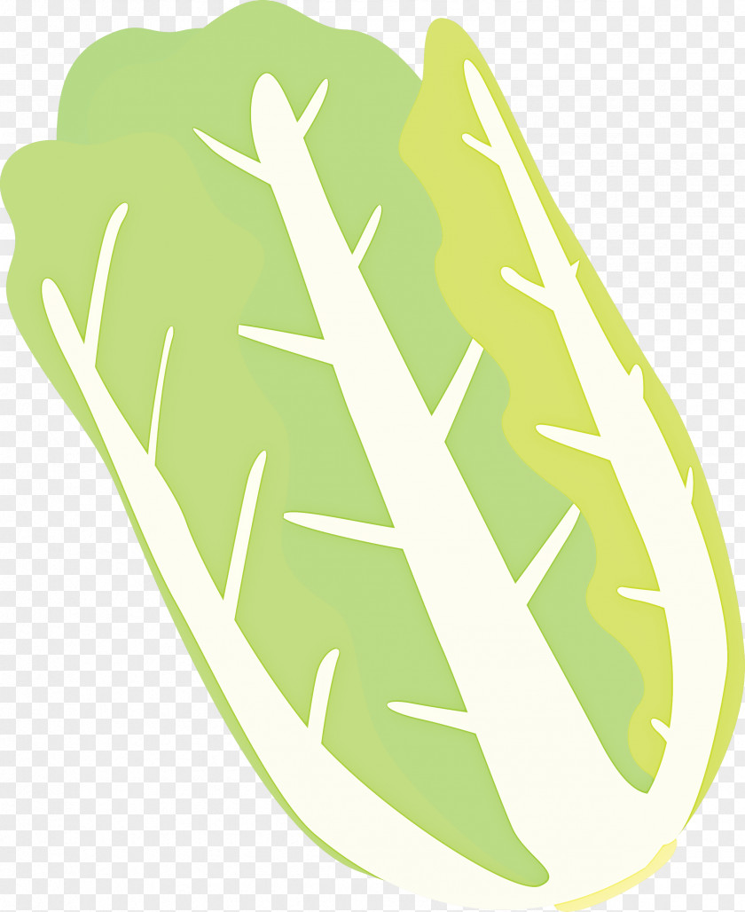 Nappa Cabbage PNG