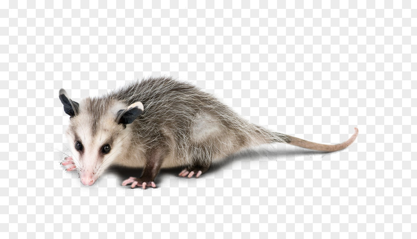 Opossum Graphic Virginia The Royalty-free Stock Photography PNG