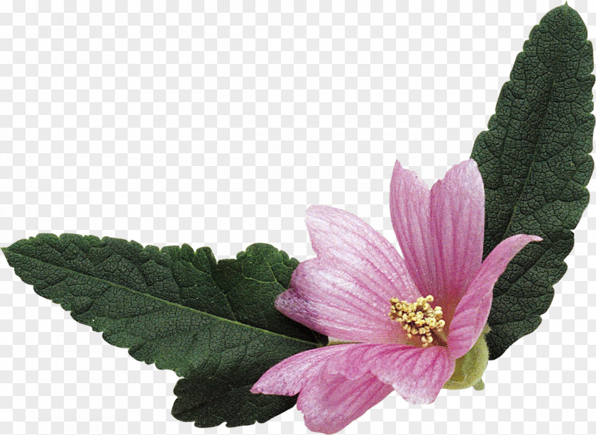 Pink Florets Mallows Malva Sylvestris Verticillata Flowering Tea PNG