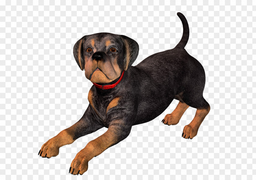 Puppy German Pinscher Black And Tan Coonhound Polish Hunting Dog Manchester Terrier Rottweiler PNG