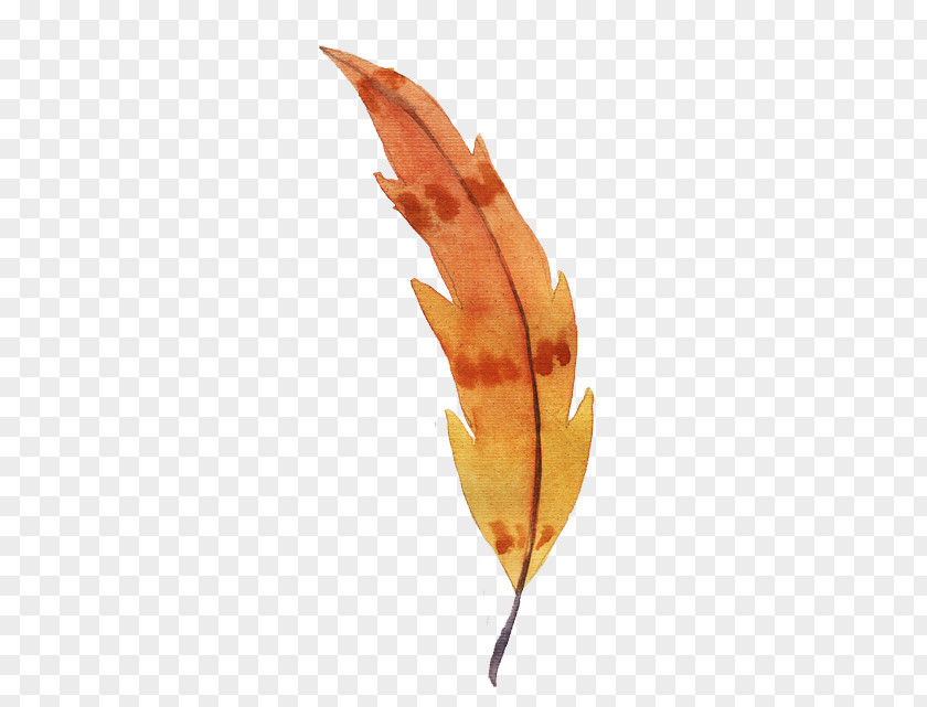 Watercolor Feather Painting Orange PNG