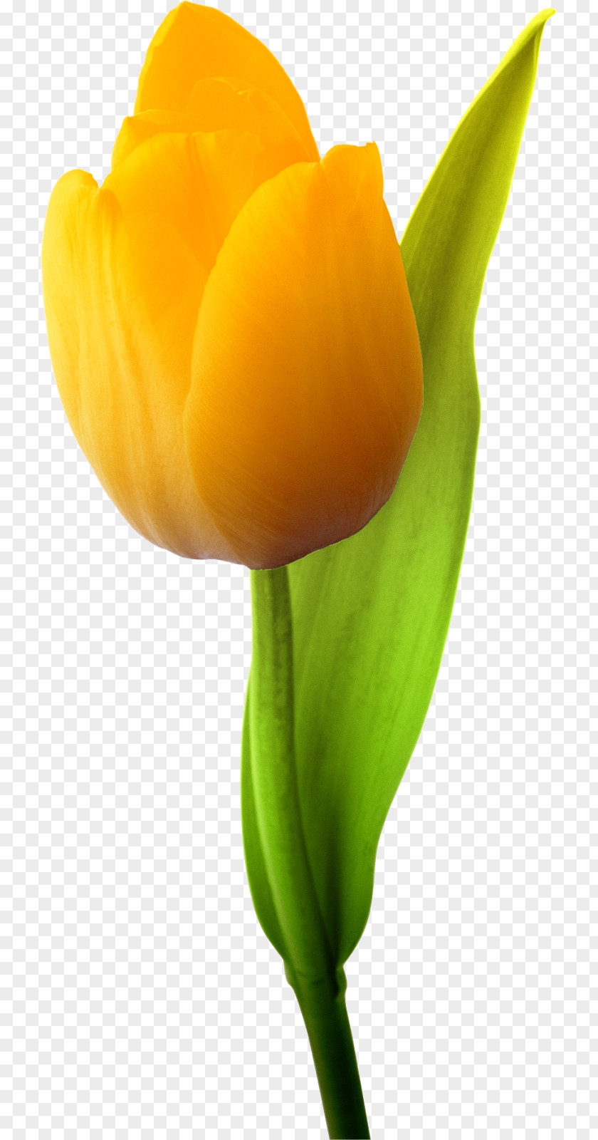 Easter Elements Cut Flowers Plant Tulip Bud PNG