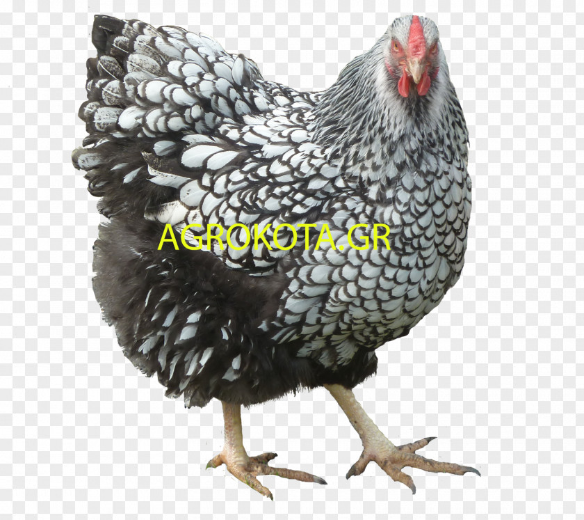 Hen Species Rooster Australorp Orpington Chicken Poultry Breed PNG