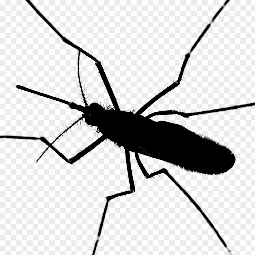M Clip Art Line Mosquito Insect Black & White PNG