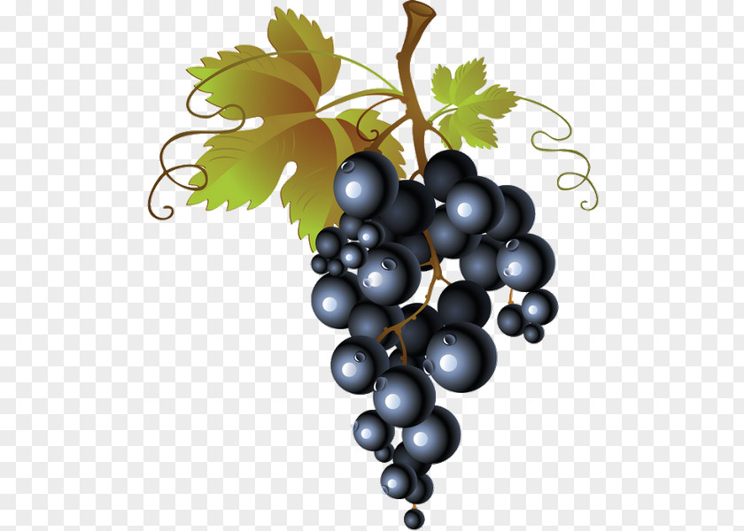 Raisins Streamer Common Grape Vine Red Wine Leaves PNG