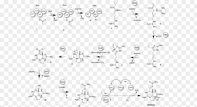 Saxitoxin Tetrodotoxin Diagram Neurotoxin Paralytic Shellfish Poisoning PNG