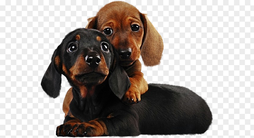 Two Puppies Cliparts Dachshund Siberian Husky Golden Retriever Rottweiler Shar Pei PNG