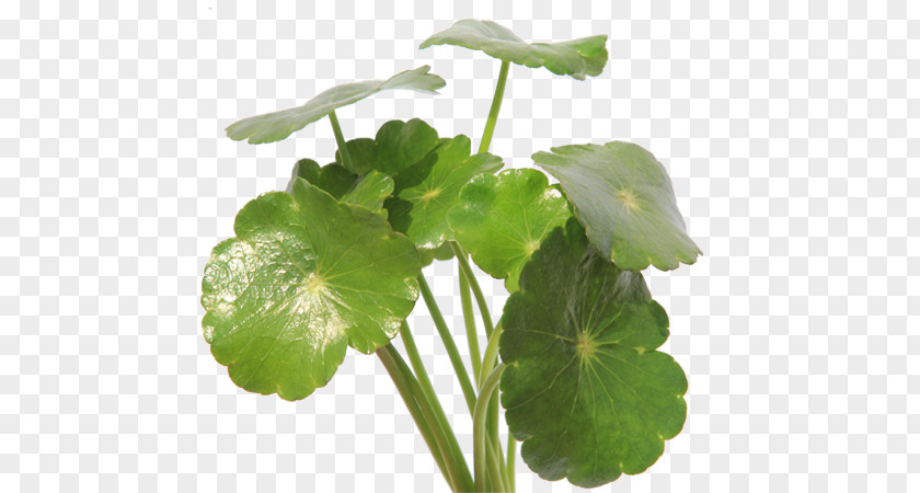 Centella Asiatica Dietary Supplement Hydrocotyle Sibthorpioides Cellulite Herb PNG