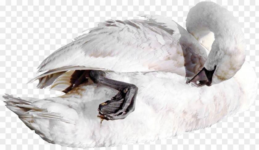 Creative Beautiful Swan Duck Cygnini Bird Goose Mallard PNG