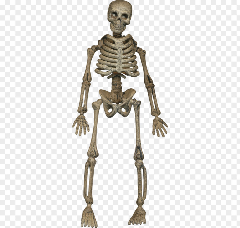 Halloween Skeleton Skull Human Homo Sapiens Bone PNG