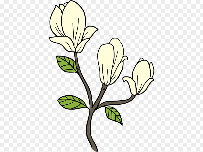 Magnolia Clipart Doodle Drawing Clip Art Southern PNG