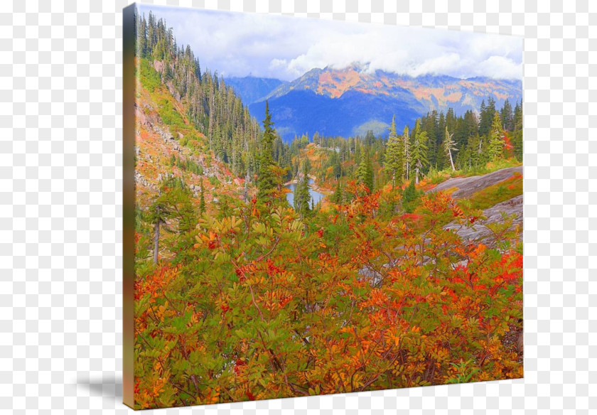 Painting Mount Scenery Temperate Broadleaf And Mixed Forest National Park Vegetation Wilderness PNG