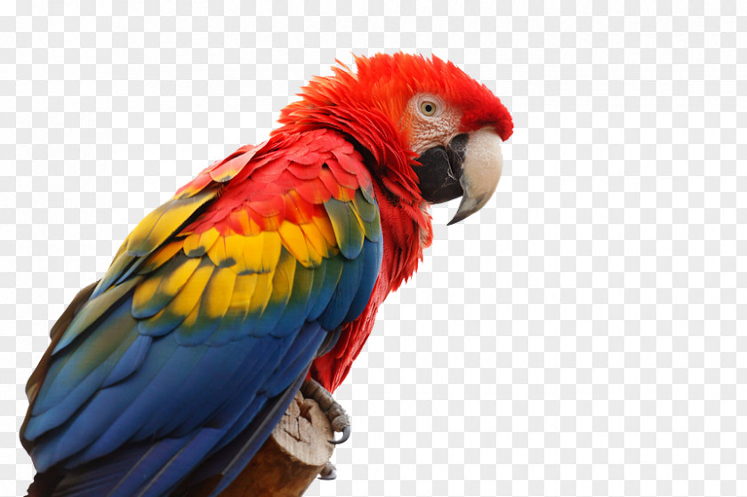 Parrot Face Closeup Scarlet Macaw Bird Red-and-green Great Green PNG