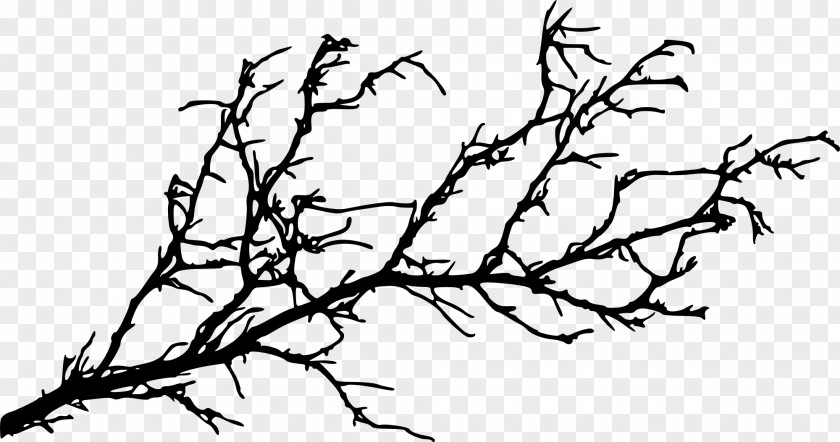 Branches Branch Tree Silhouette Twig PNG