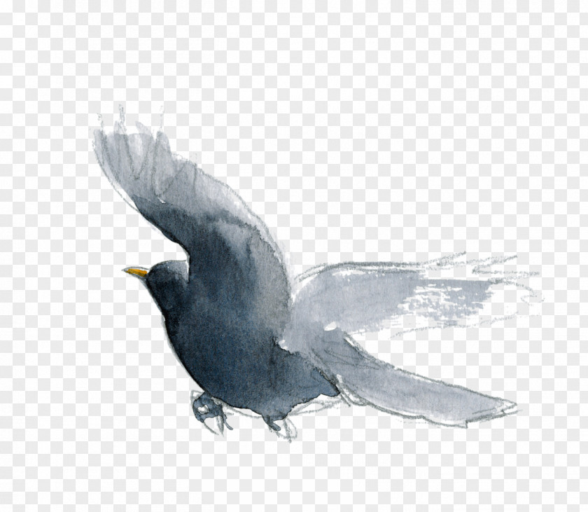 Crow American Sparrows Beak Feather PNG