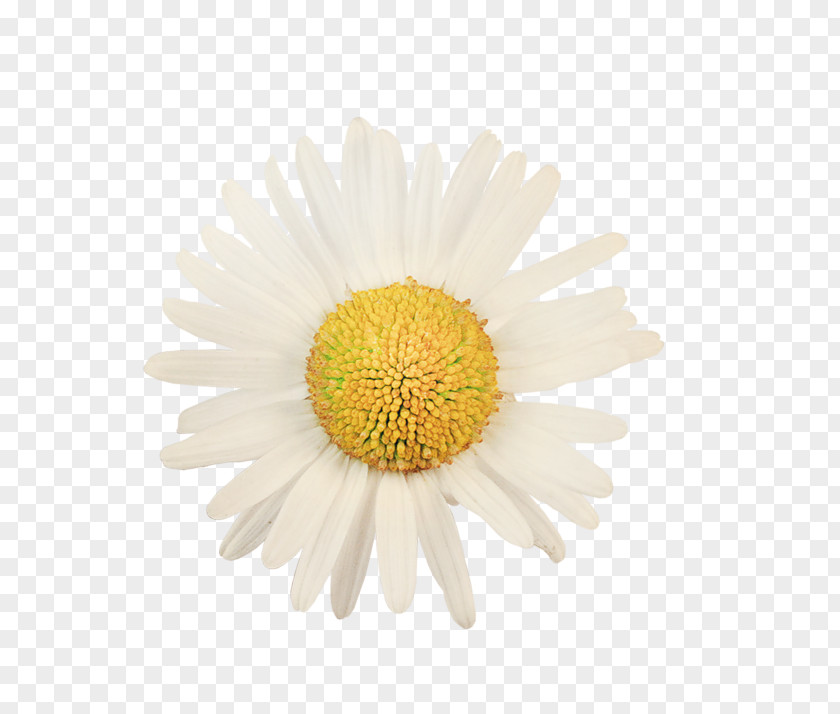 Flower Oxeye Daisy Common Stock Photography Royalty-free Shasta PNG