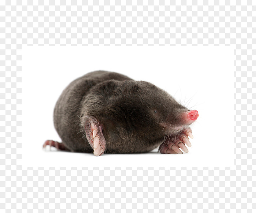 Mouse Rodent Rat Mole Pest Control PNG