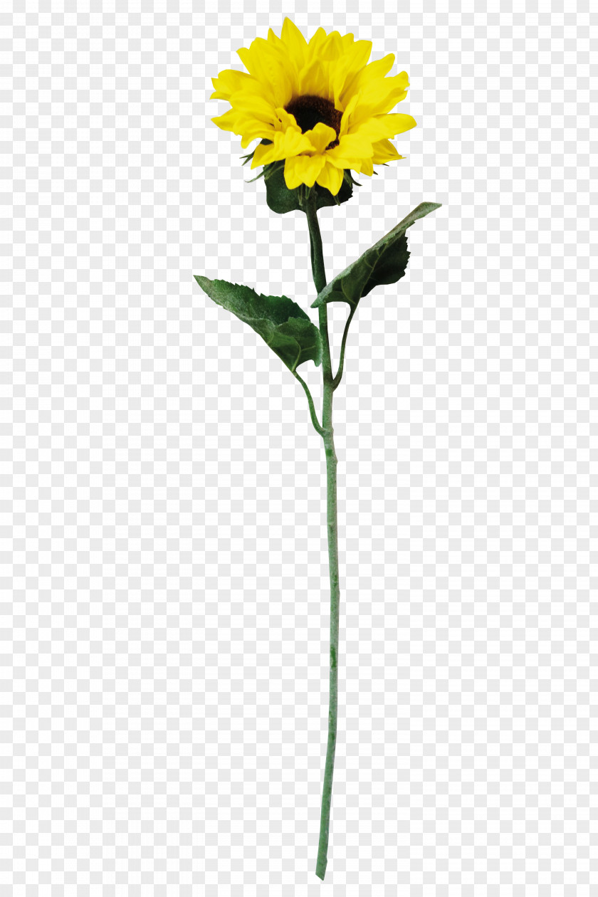 Sunflower Common Yellow Download Petal PNG