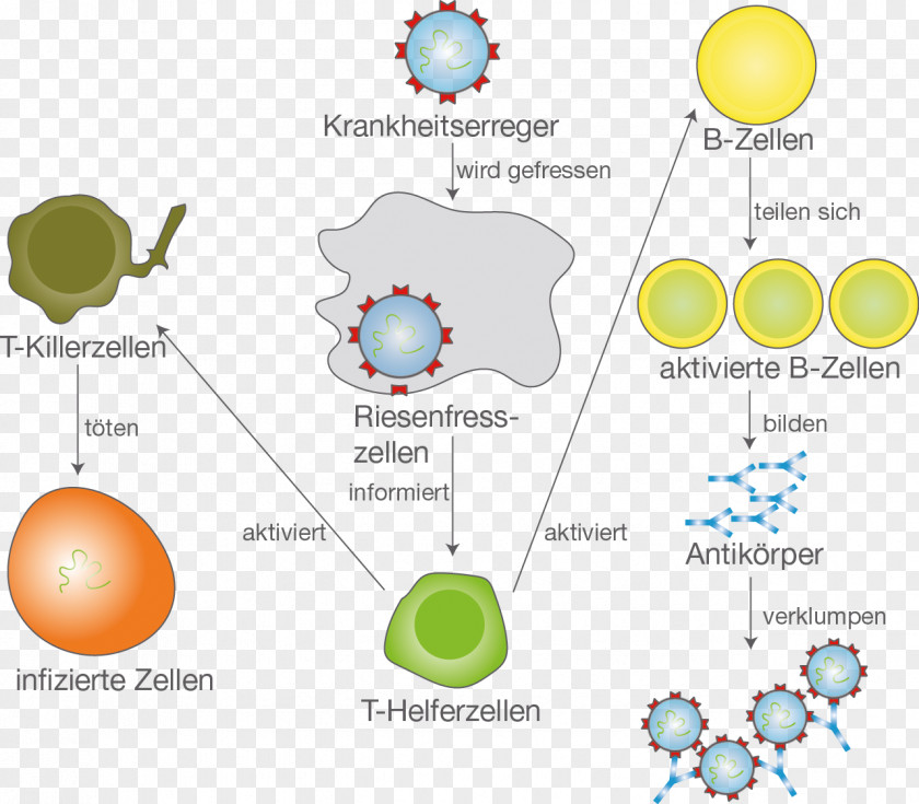 Bio Immune System B Cell Monocyte Pathogen Immunization PNG
