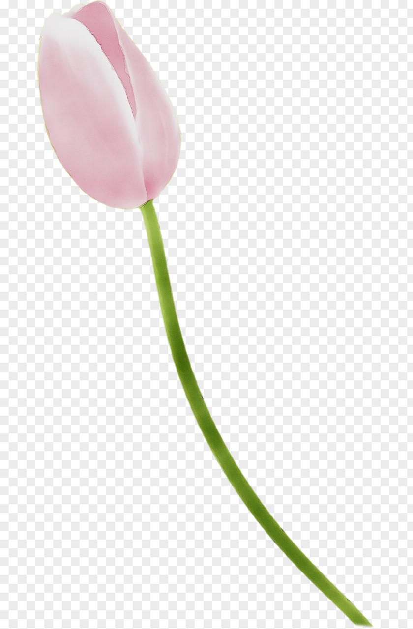Bud Lily Family Tulip Pink Flower Pedicel Plant PNG