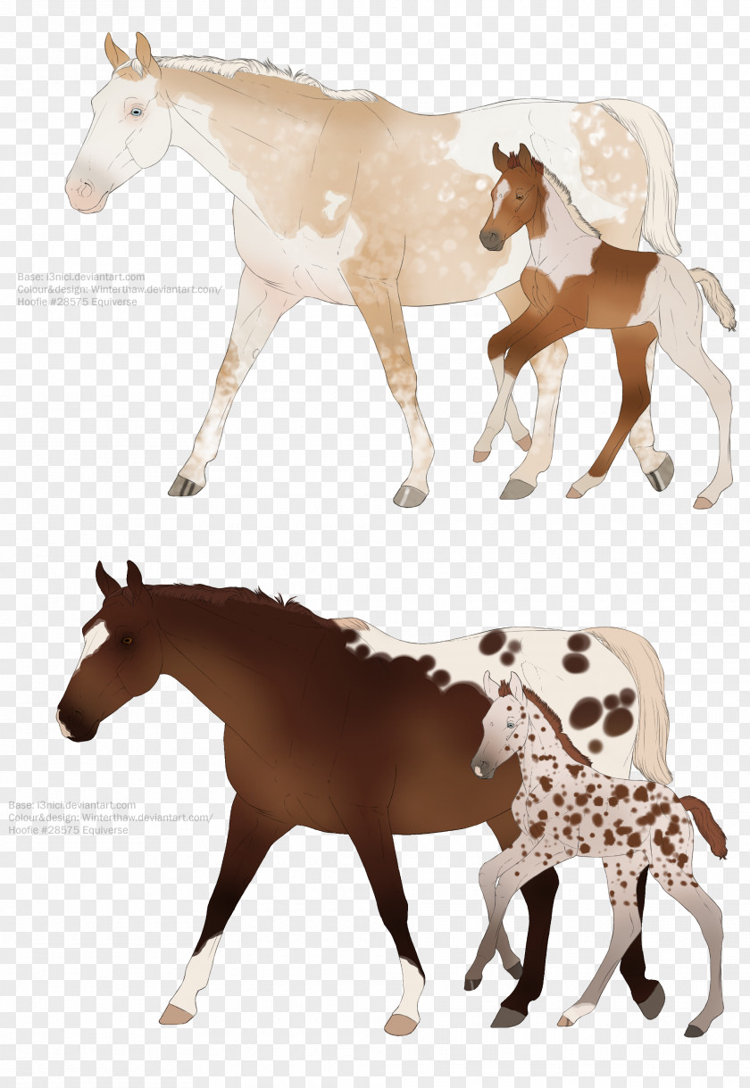 Chestnut Appaloosa Mustang Pony Foal Mare Halter PNG