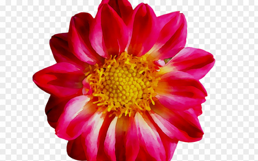 Dahlia Chrysanthemum Cut Flowers Magenta PNG