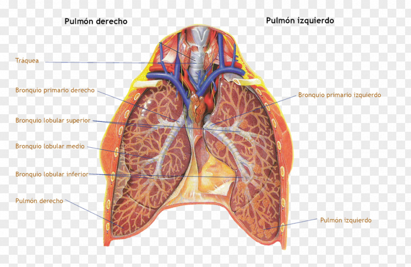 Organ Anatomy Physiology Главные бронхи Lung PNG Lung, Ni Pa' La Pipa Sal clipart PNG