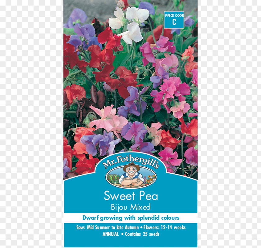 Sweet Pea Cut Flowers Broad-leaved Seed PNG