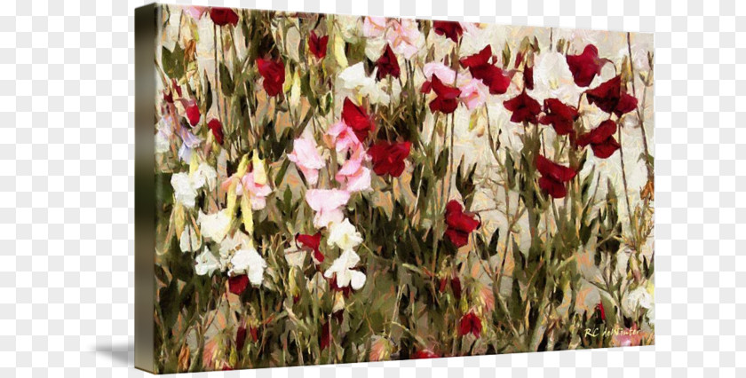 Sweet Pea Floral Design Gallery Wrap Cut Flowers Tulip PNG