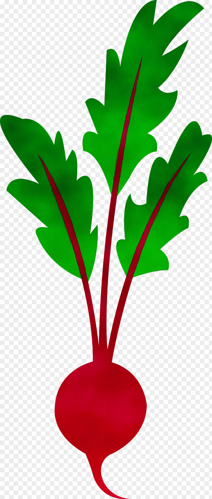 Beetroot Vegetable Juice Soup Leaf PNG