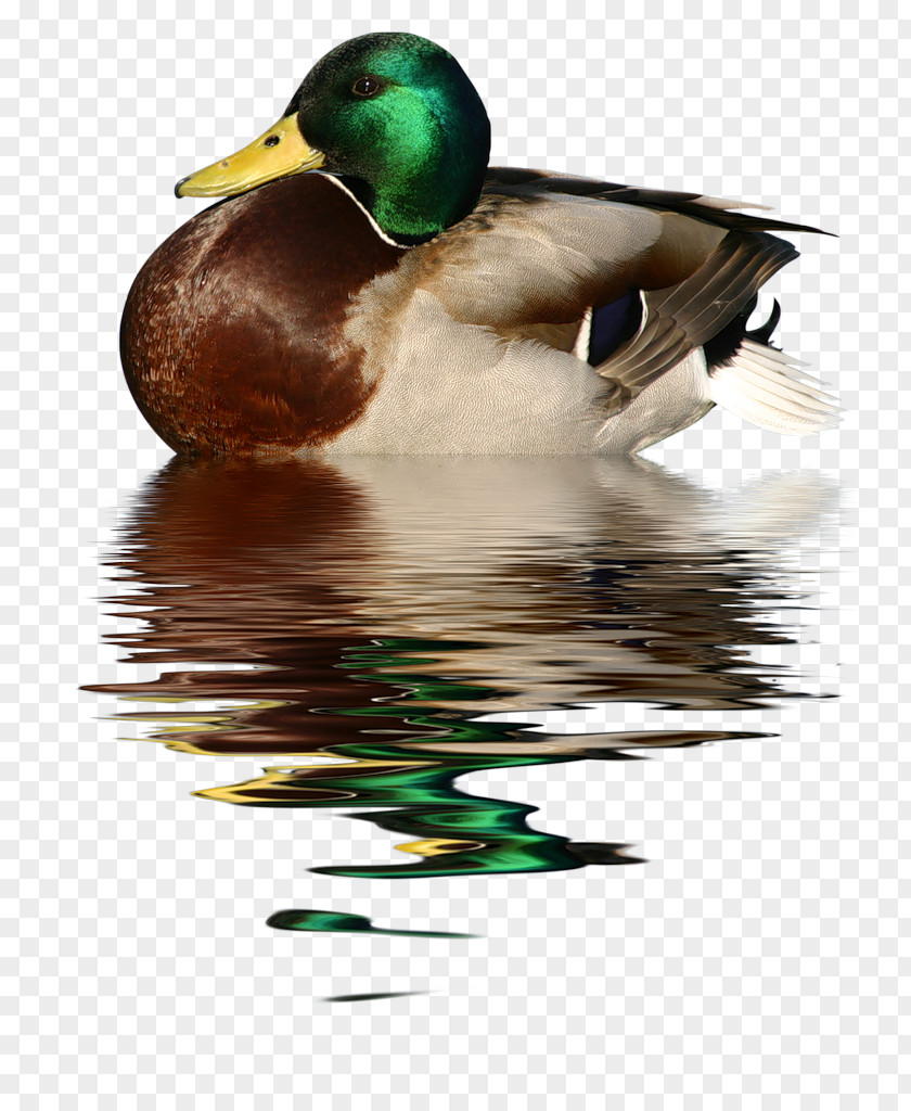 Duck Goose Bird Mallard Trumpeter Swan PNG