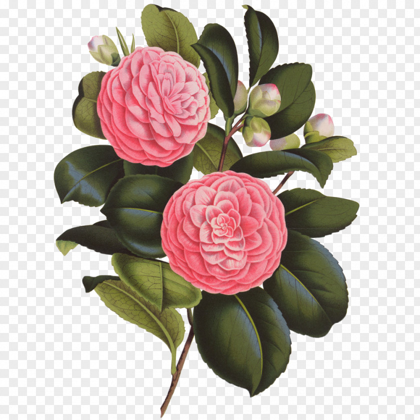 Flower The Language Of Flowers Japanese Camellia PNG