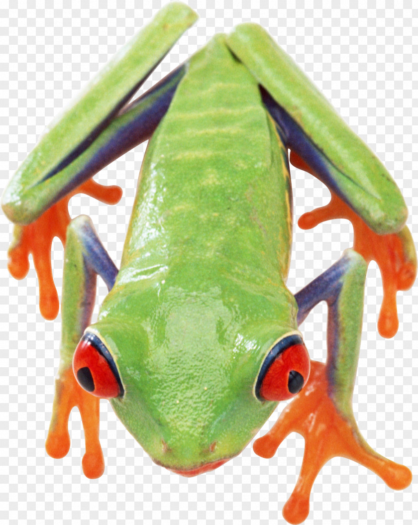 Frog Image Clip Art PNG