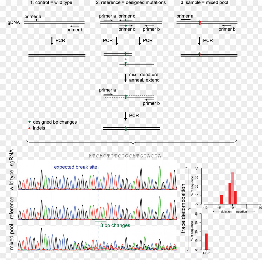 Indel CRISPR Template Résumé Nucleic Acid Sequence PNG