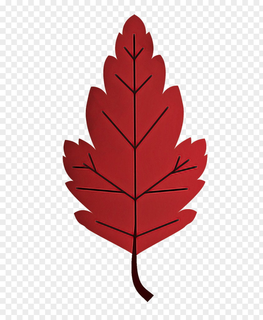 Leaf Maple / M Tree Plant Structure Science PNG