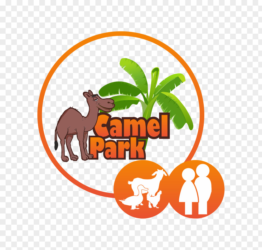 Nere Izerdie S.L. Clip ArtCamel Camel Park Child Excursiones Tenerife PNG
