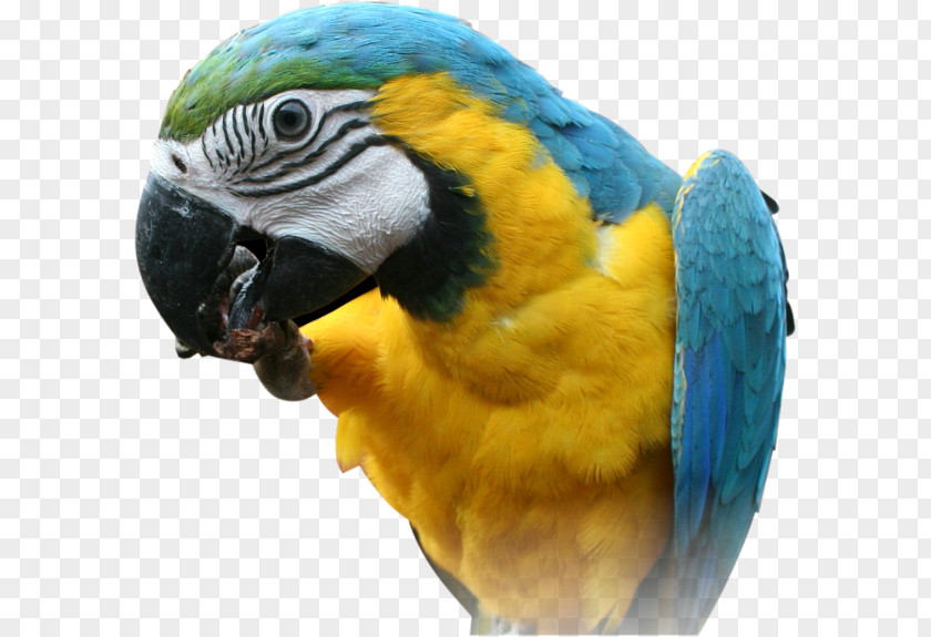 Parrot PNG Images, Free Download Red-breasted Pygmy Bird Pesquet's PNG