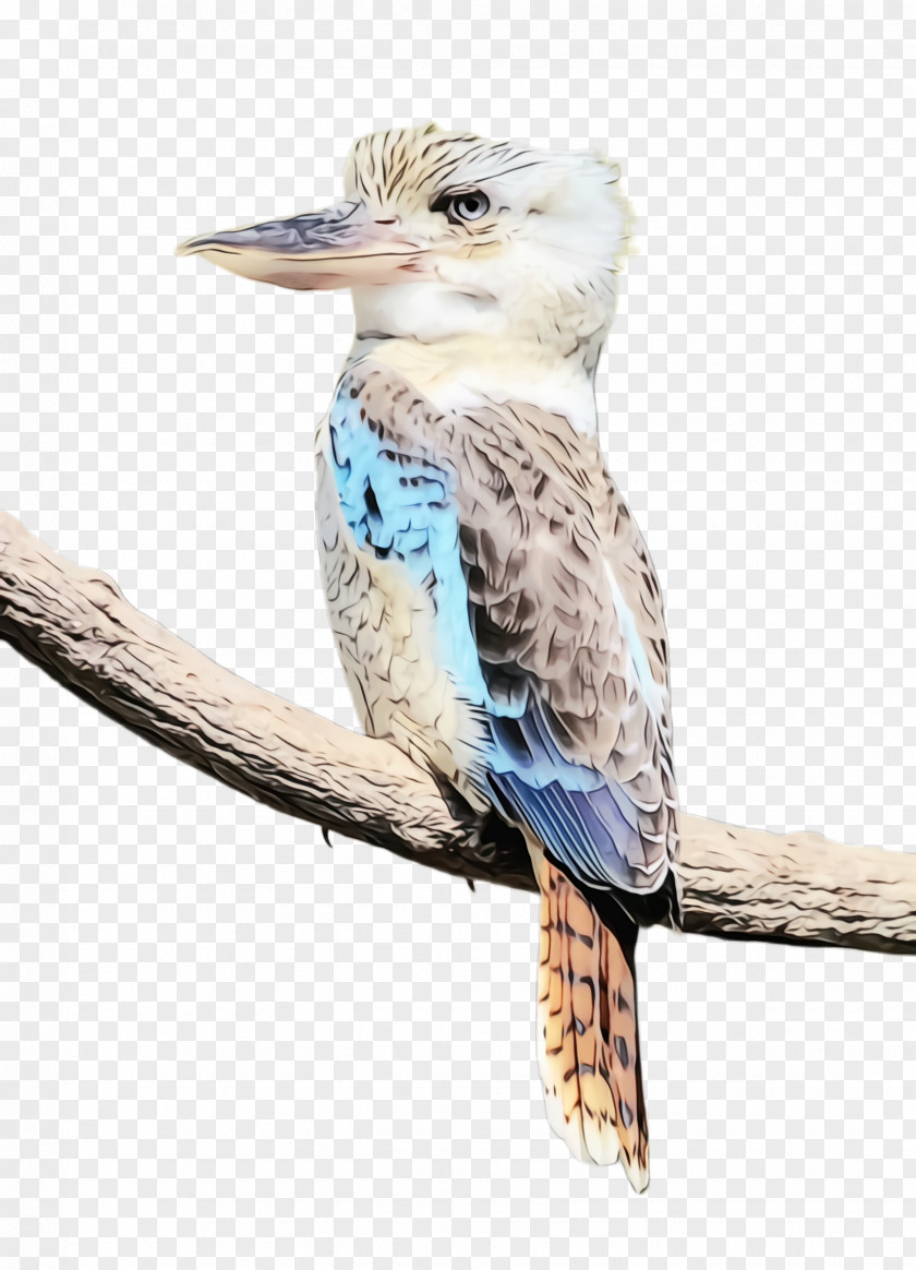 Roller Cuculiformes Bird Laughing Kookaburra Beak Coraciiformes PNG