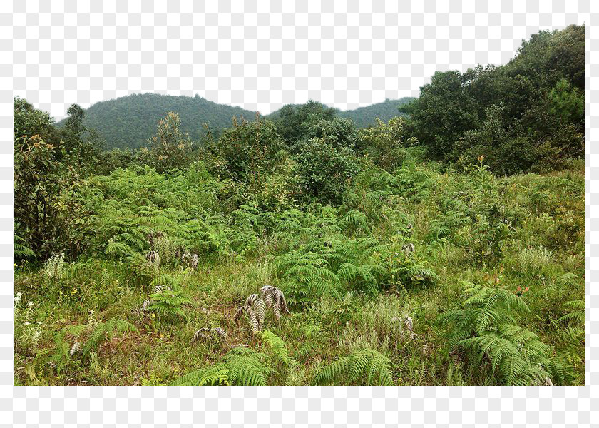 A Disorderly Forest Shulin District Woodland Shrubland PNG