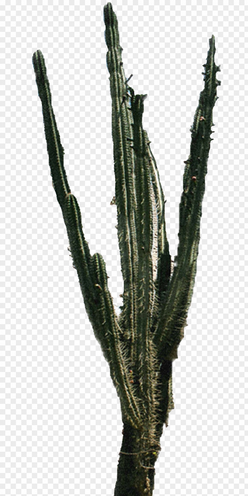 Cactus 2 Cactaceae PNG