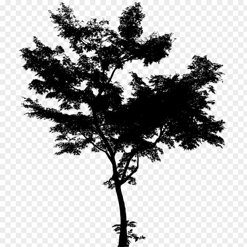 Centerblog Pine Family Branch Leaf Tree PNG