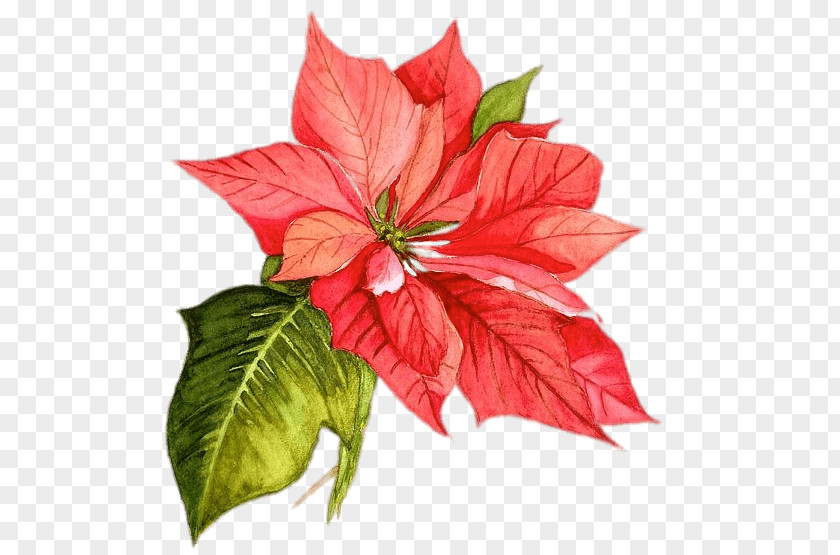 Christmas Poinsettia Watercolor Painting Flower PNG