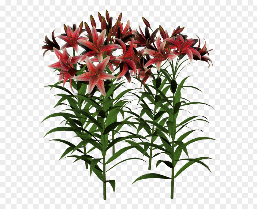 Flower Cut Flowers Plant Stem Flowerpot Summer PNG