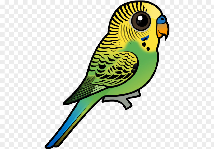 Bird Budgerigar Parrot Parakeet Clip Art PNG