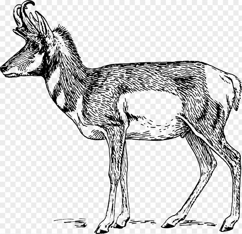Elk Vector A Pronghorn Antelope Drawing Clip Art PNG